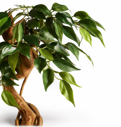 FICUS ARTIFICIEL REALISTE – La plante élégante pour votre maison