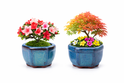 MINI POT BONSAÏ STYLE CHINOIS – Une touche zen pour vos plantes