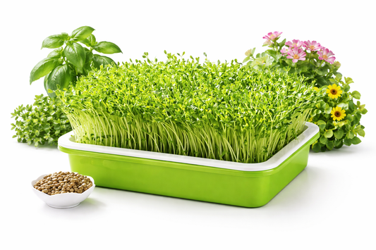 PLATEAU GERMINATION RAPIDE – Des semis rapides et réussis à chaque fois