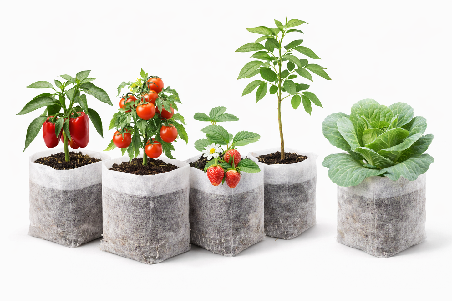 SACS DE CULTURE – Des racines fortes et des plants plus sains