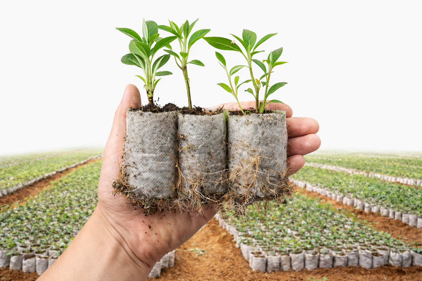 SACS DE CULTURE – Des racines fortes et des plants plus sains