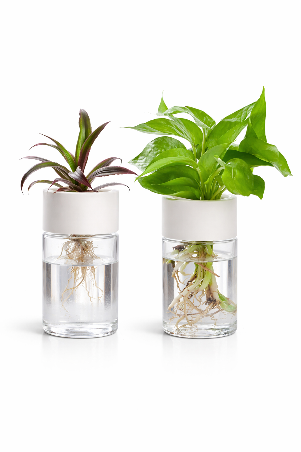 VASE HYDROPONIQUE TRANSPARENT – Sublimez vos plantes avec élégance
